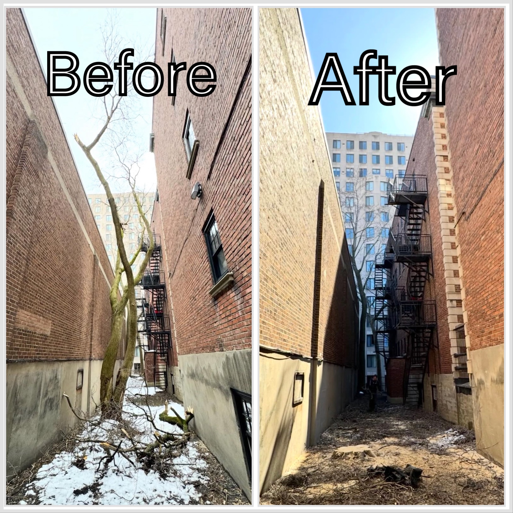 The Montreal Arborist photo 3