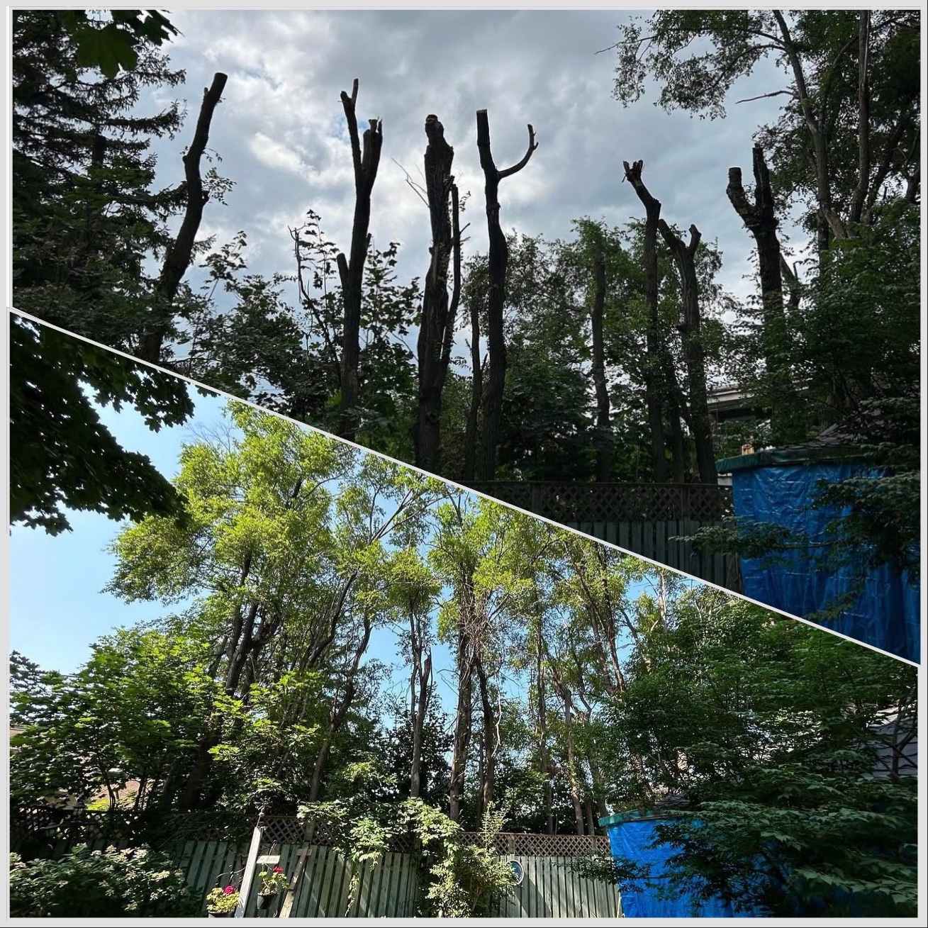 The Montreal Arborist photo 5