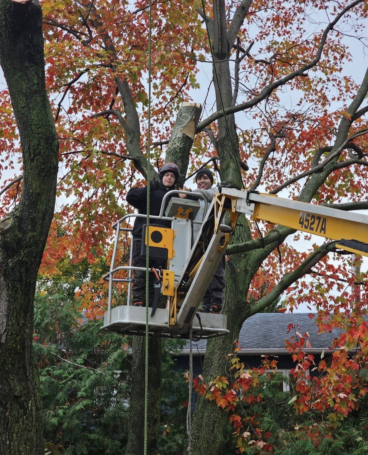 The Montreal Arborist photo 6